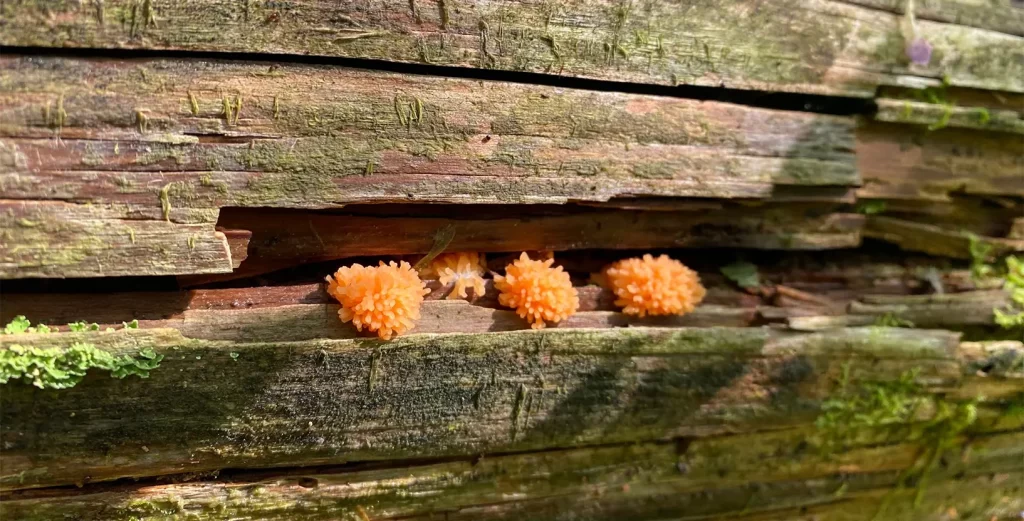 Săptămâna Verde la Facultatea de Geografie a UB